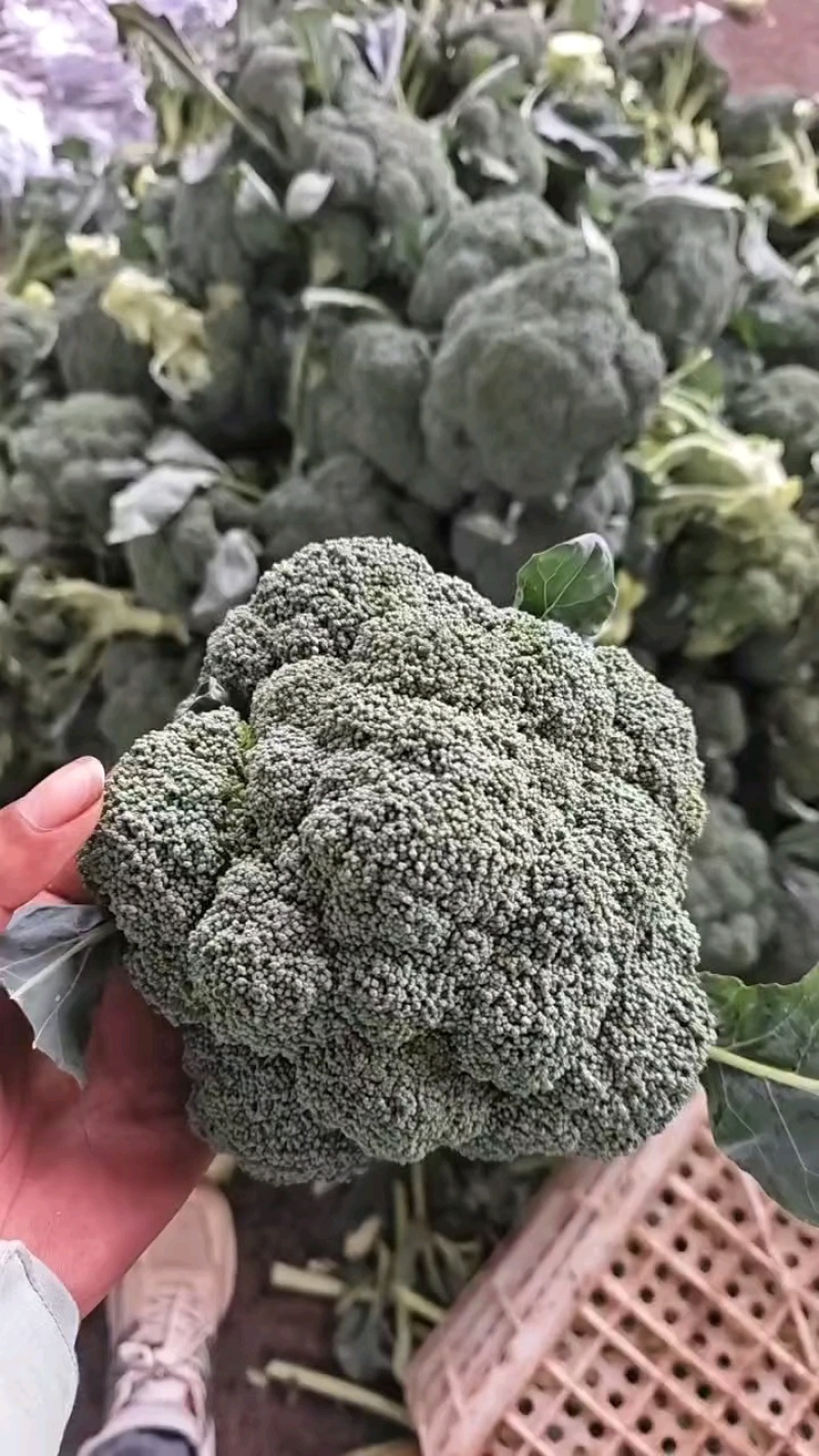 西兰花河北西兰花产地直发保质保量对接全国商超市场