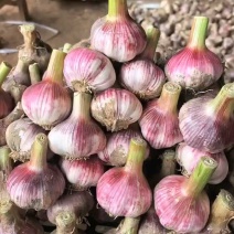 大蒜【产地直发】早熟紫皮大蒜五零以上把蒜扒皮蒜支持各种规