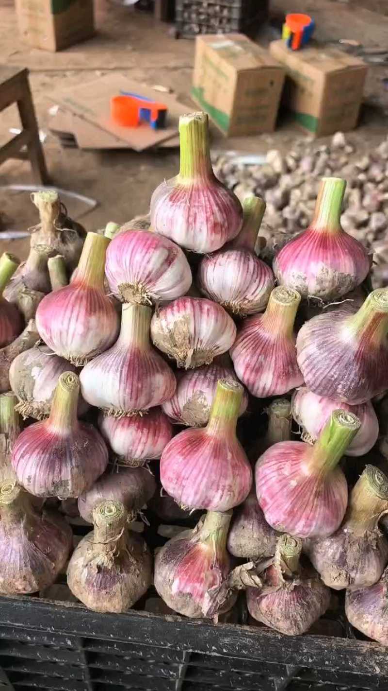 大蒜【产地直发】早熟紫皮大蒜五零以上把蒜扒皮蒜支持各种规