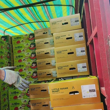 【基地直发】小糖丸冰糖子小西瓜品相好甜度高热卖中