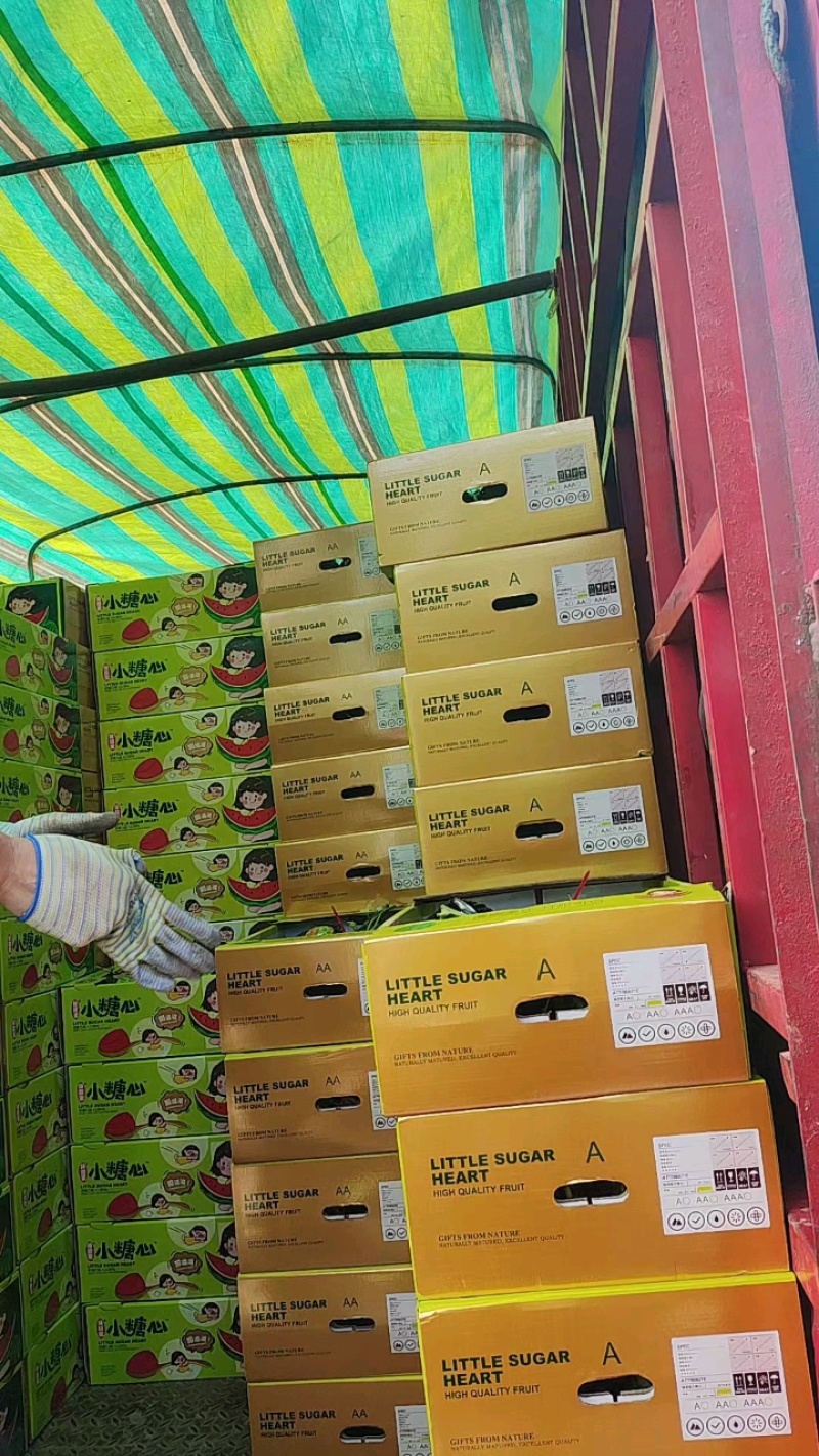 【基地直发】小糖丸冰糖子小西瓜品相好甜度高热卖中