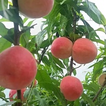 春雪水蜜桃以大量上市对接各大市场电商奶茶果汁等。