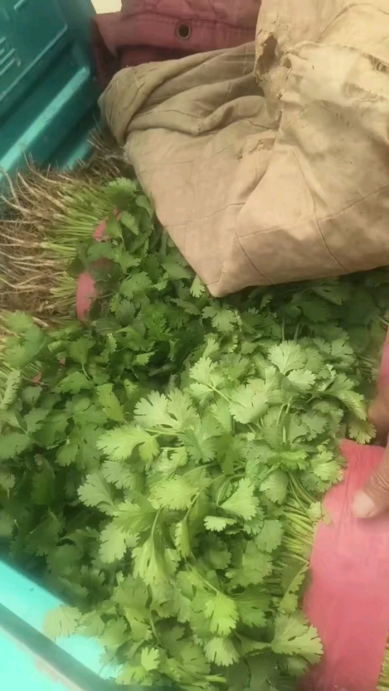 河南安阳精品大叶香菜/对接商超/量大从优/产地直发