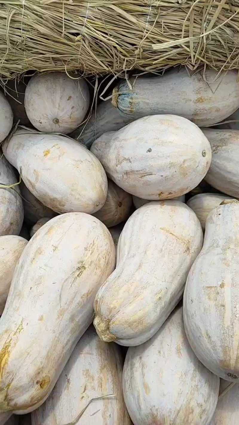 新货上市：精选蜜本南瓜
