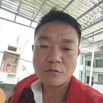 四川枇杷大量上市，工厂果，罐头果，市场精品货，支持一件代