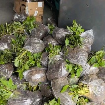 黄精黄精苗根茎保证质量欢迎大家前来咨询选购