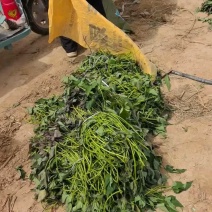 河南濮阳脱毒西瓜红红薯苗大型育苗基地提供技术指导