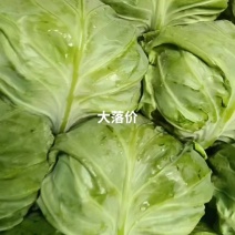河北定州甘蓝大量上市