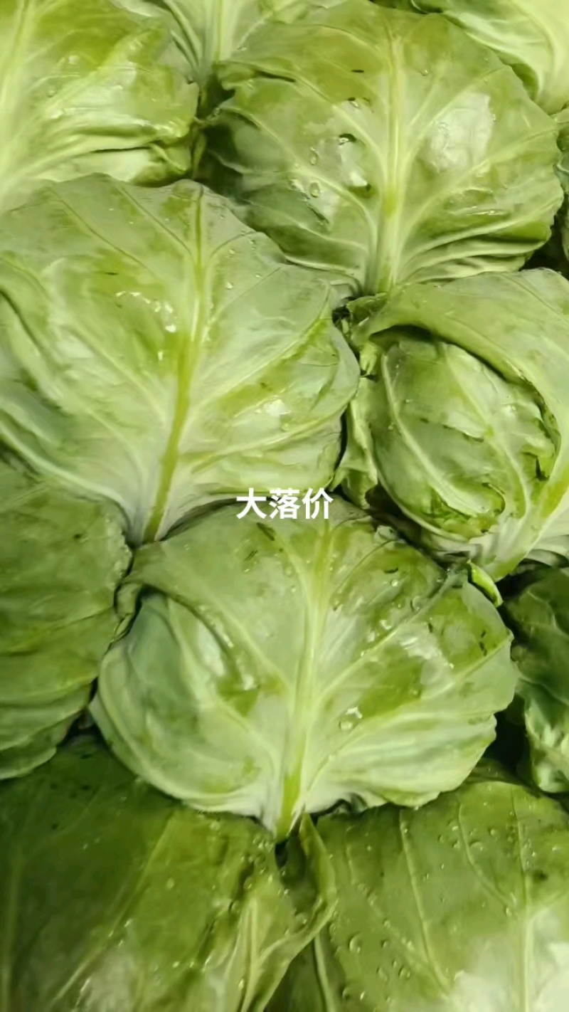 河北定州甘蓝大量上市