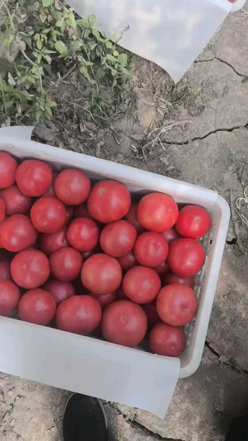 西红柿2块，品质超好！