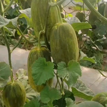 星甜金冠甜瓜，脆甜如蜜，产地直发，保证品质！
