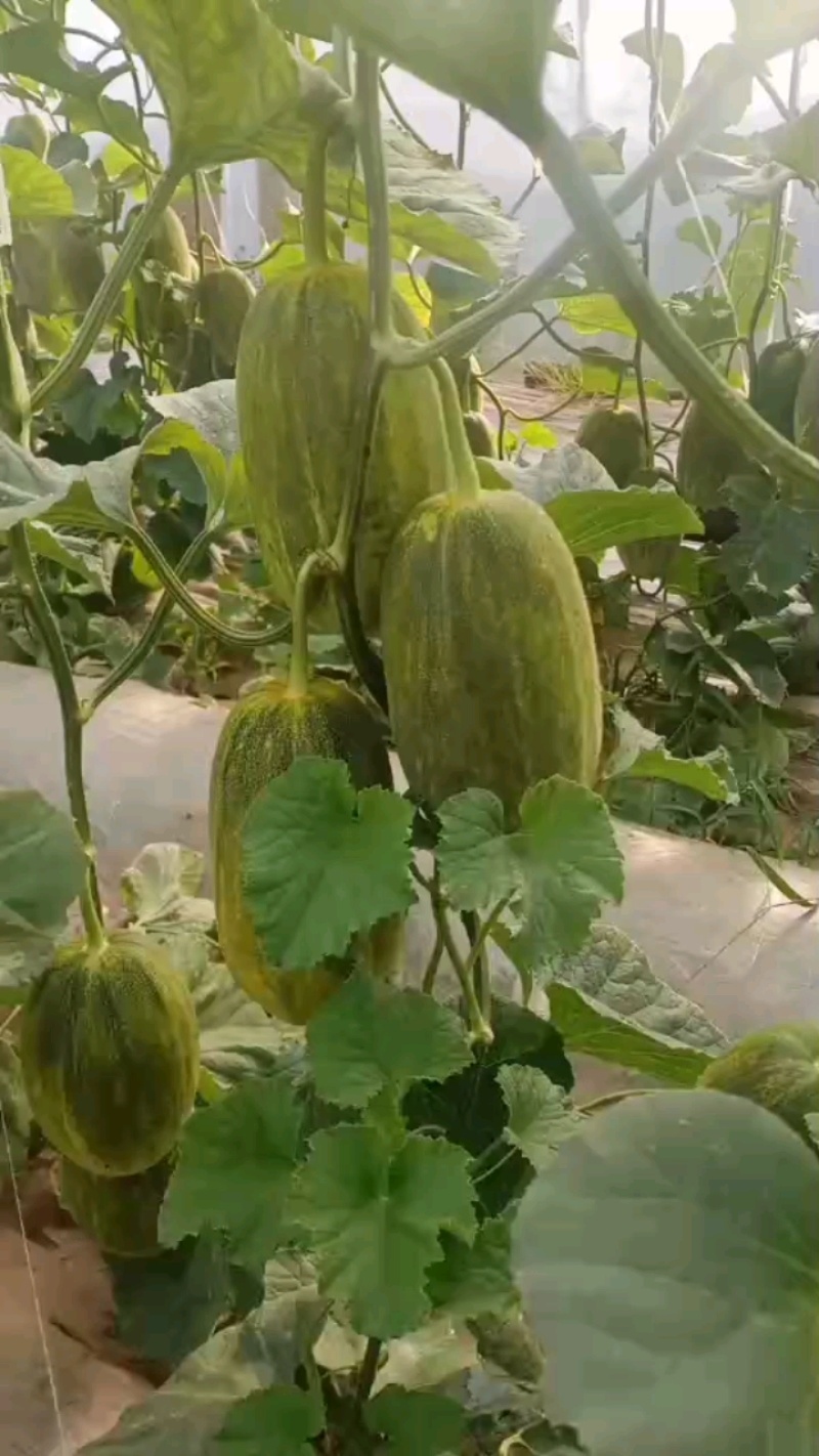 星甜金冠甜瓜，脆甜如蜜，产地直发，保证品质！