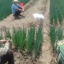 小葱、甘蓝到货，先看货。
