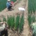 小葱、甘蓝到货，先看货。