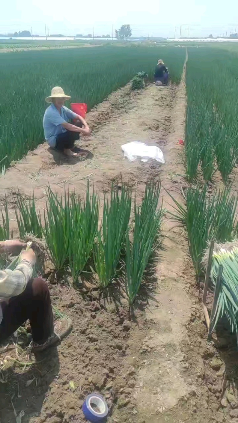 小葱、甘蓝到货，先看货。