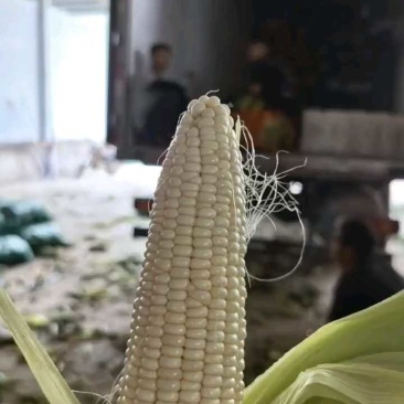 云南白糯玉米，白糯188，万糯2000，产地直供品质保证