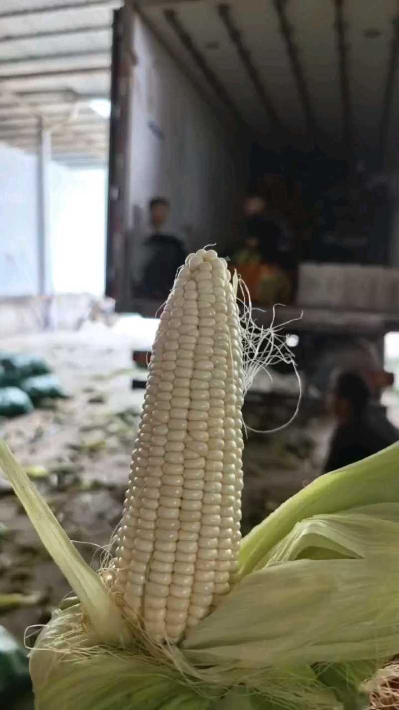 云南白糯玉米，白糯188，万糯2000，产地直供品质保证