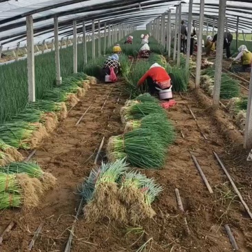 基地直供一手货源,专业苗床育苗,全国接单