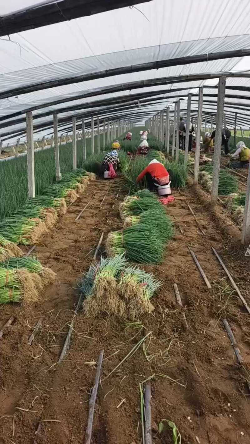 基地直供一手货源，专业苗床育苗，全国接单