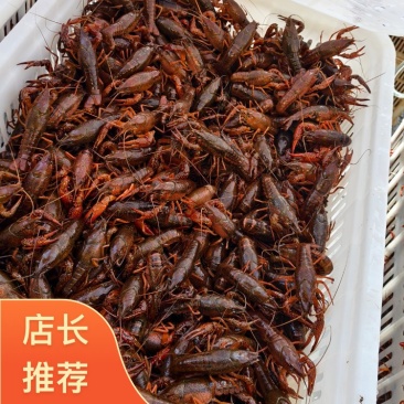 盱眙小龙虾安徽产地直发4~8月份长期供货欢迎来电咨询