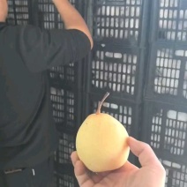【产地批发】大鸭梨薄皮多汁价格美丽可视频看货
