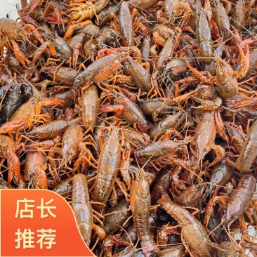 江苏宿迁小龙虾产地直发正宗品质2~3.5钱小青一手货源