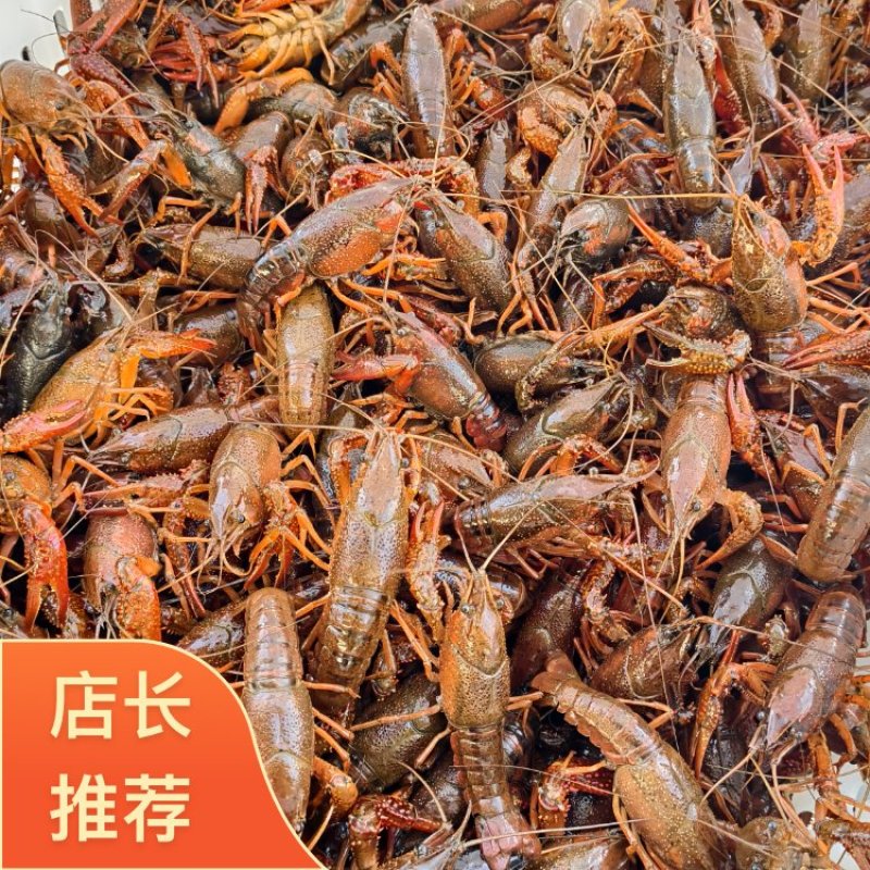 江苏宿迁小龙虾产地直发正宗品质2~3.5钱小青一手货源