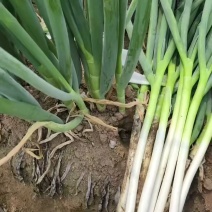 中粗冬葱无苔无花，干尖少，出成率高！