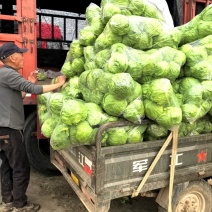 河南许昌襄城精品甘蓝圆包菜产地直供，一手货原，全国发货