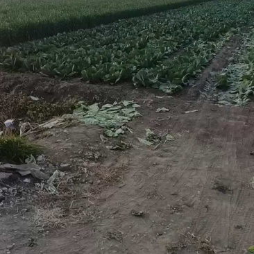 平度有机甘蓝，大量上市有货，绿球空心，松软绿色！