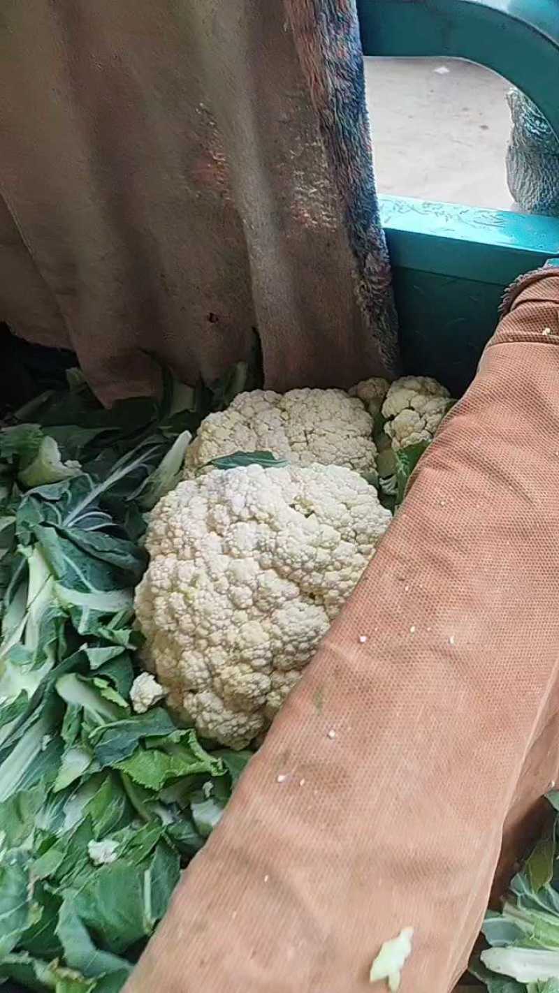 邯郸菜花货源充足一年四级有货有大棚有冷库工人包装
