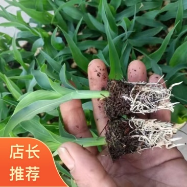云南昆明晋宁区自家种植基地玉米苗货量充足可批发