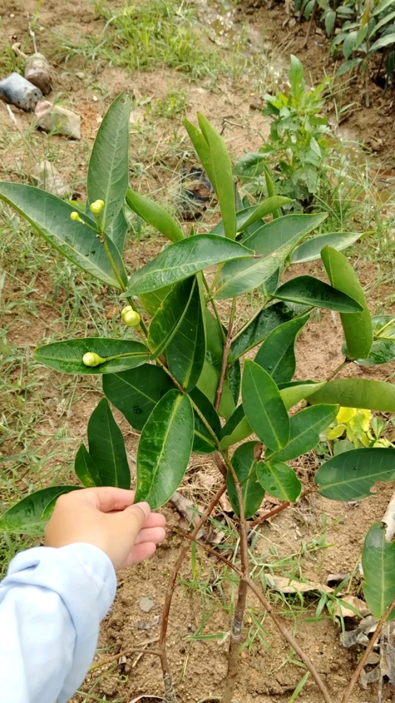黑金刚莲雾大小规格苗都有号称水果帝王补水神器果高产量