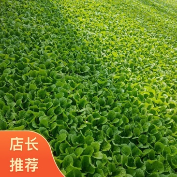 精心培育云南昆明大白菜苗货品质量高产地直销可批发