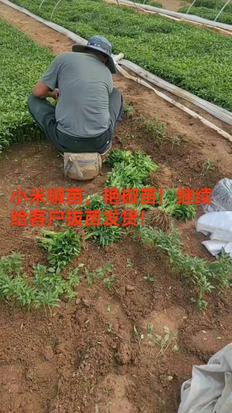 小米椒苗，线椒，螺丝椒，薄皮，羊角椒，等，签合同包回收！
