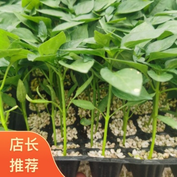 云南昆明自家产地出产优质线椒苗量大价优存活率高