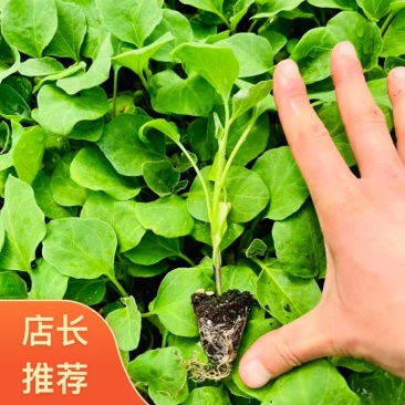 云南昆明产地直发茄子苗保活率高量大可走批发