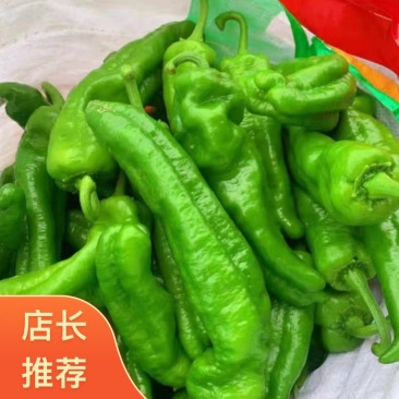 山东临沂泡椒，大量现货保质保量皮薄肉厚，可实地考察看货