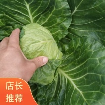 山东精品大棚包头菜，圆甘蓝，价格好，硬度好耐运输质量保证