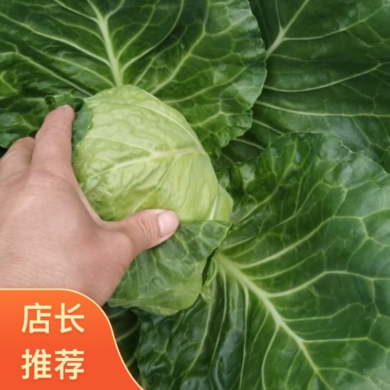 山东精品大棚包头菜，圆甘蓝，价格好，硬度好耐运输质量保证