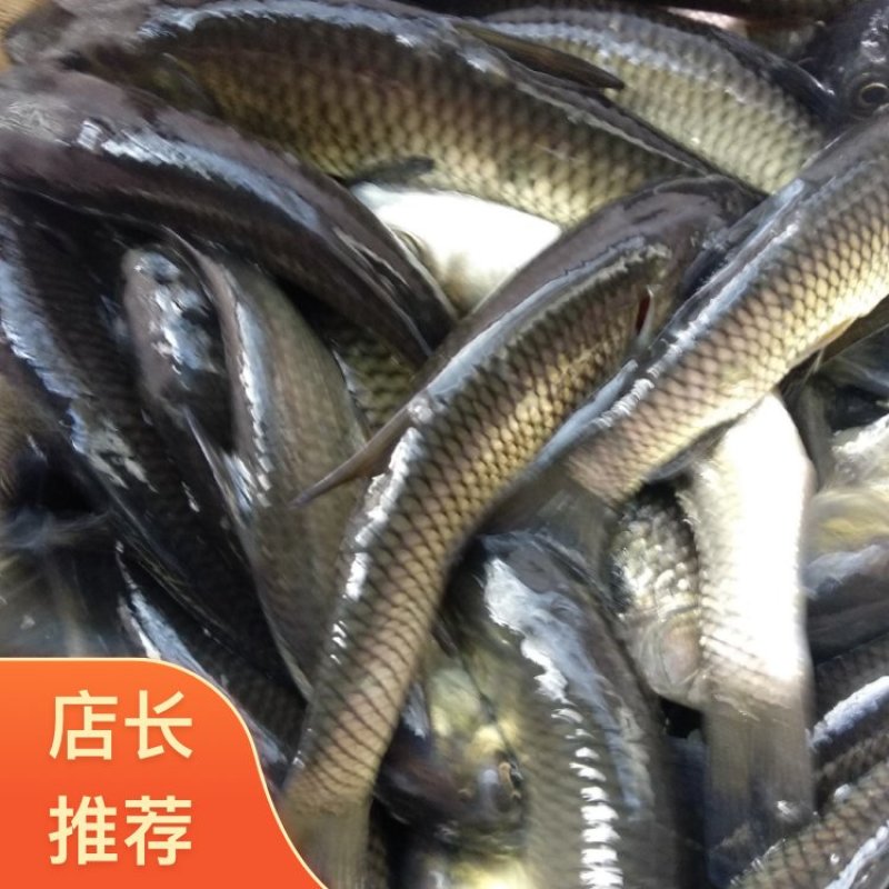 草鱼苗渔场直发可视频看货成活率高全国发货可技术指导