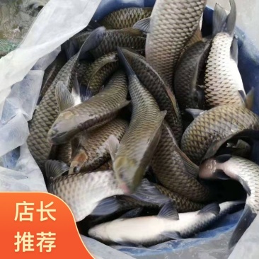 《青波鱼苗》重庆合川区渔场直发成活率高可技术指导