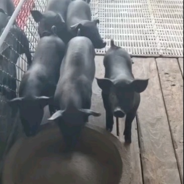 黑仔猪山东黑猪仔养殖场直发，规格齐全，量大从优可视频看货