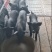 黑仔猪山东黑猪仔养殖场直发，规格齐全，量大从优可视频看货