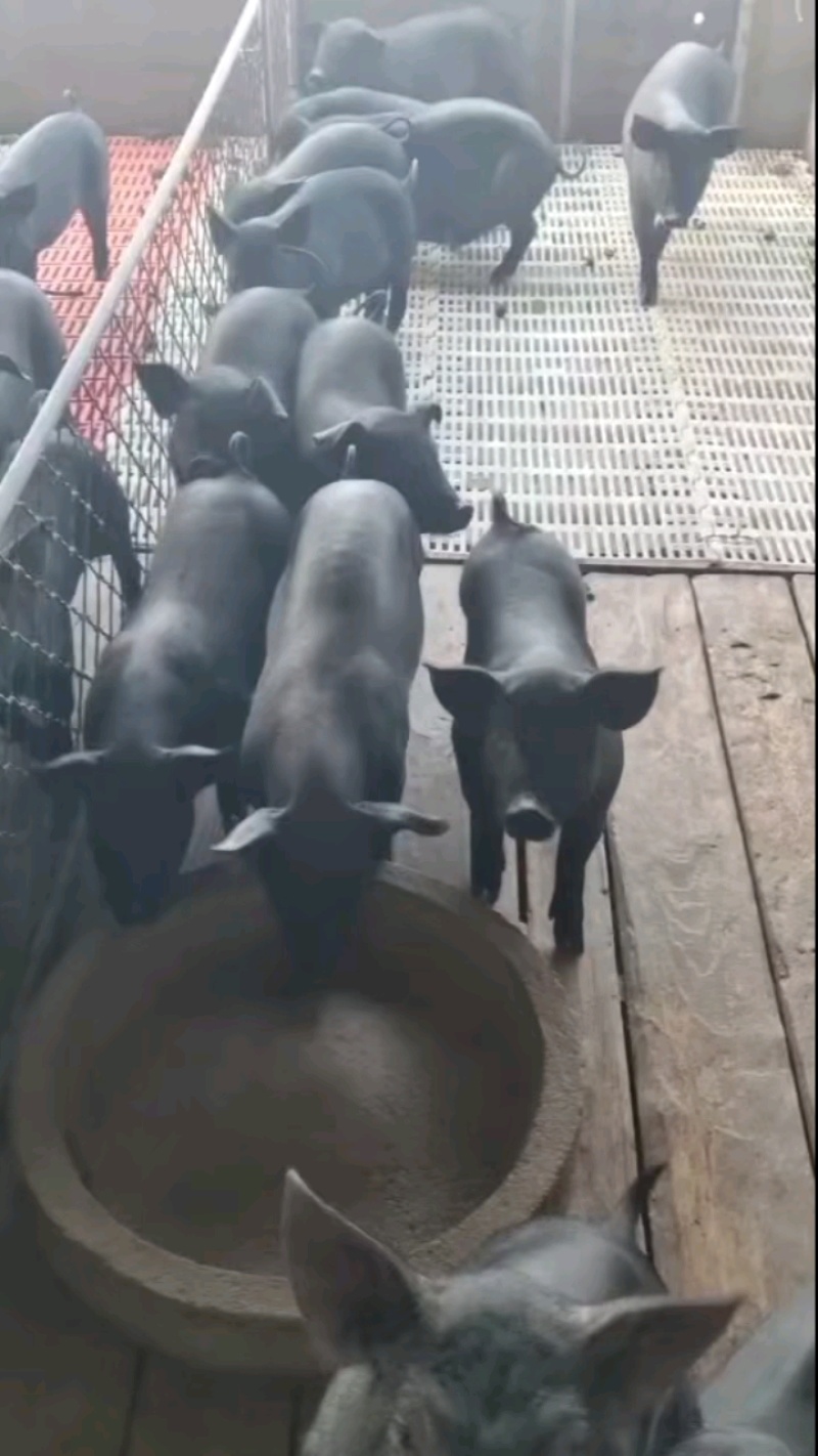 黑仔猪山东黑猪仔养殖场直发，规格齐全，量大从优可视频看货