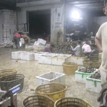 【生蚝】广东湛江精品白蚝可询价各种规格齐全