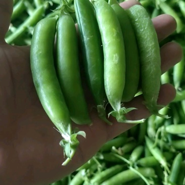 湖北露天新鲜豌豆角大量上市