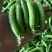 湖北露天新鲜豌豆角大量上市
