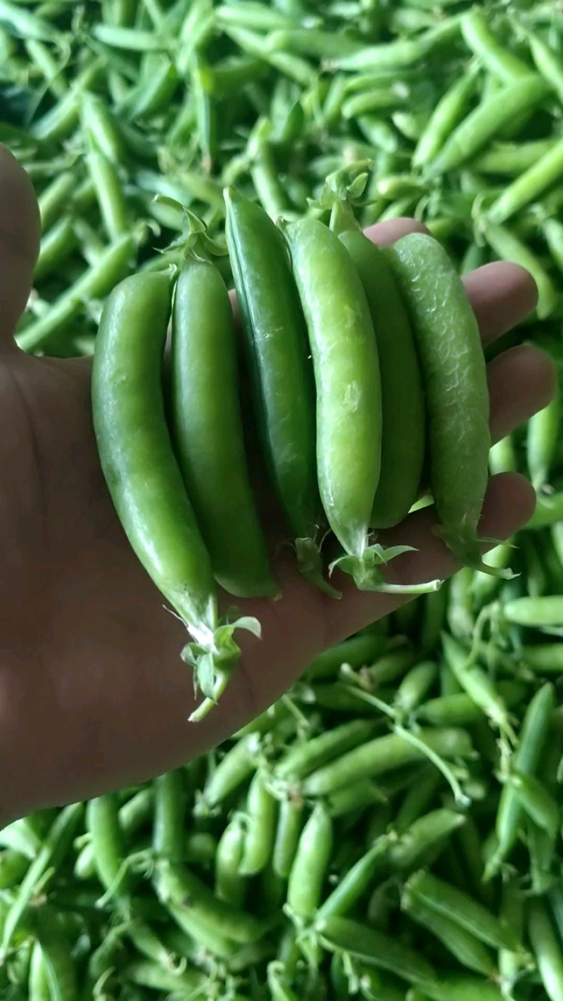 湖北露天新鲜豌豆角大量上市