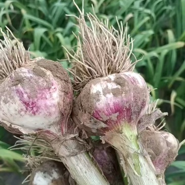 蒜头，紫皮蒜把子蒜，产地直发，诚信经营电商超市
